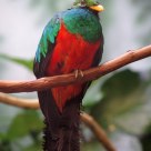 Tropical Bird